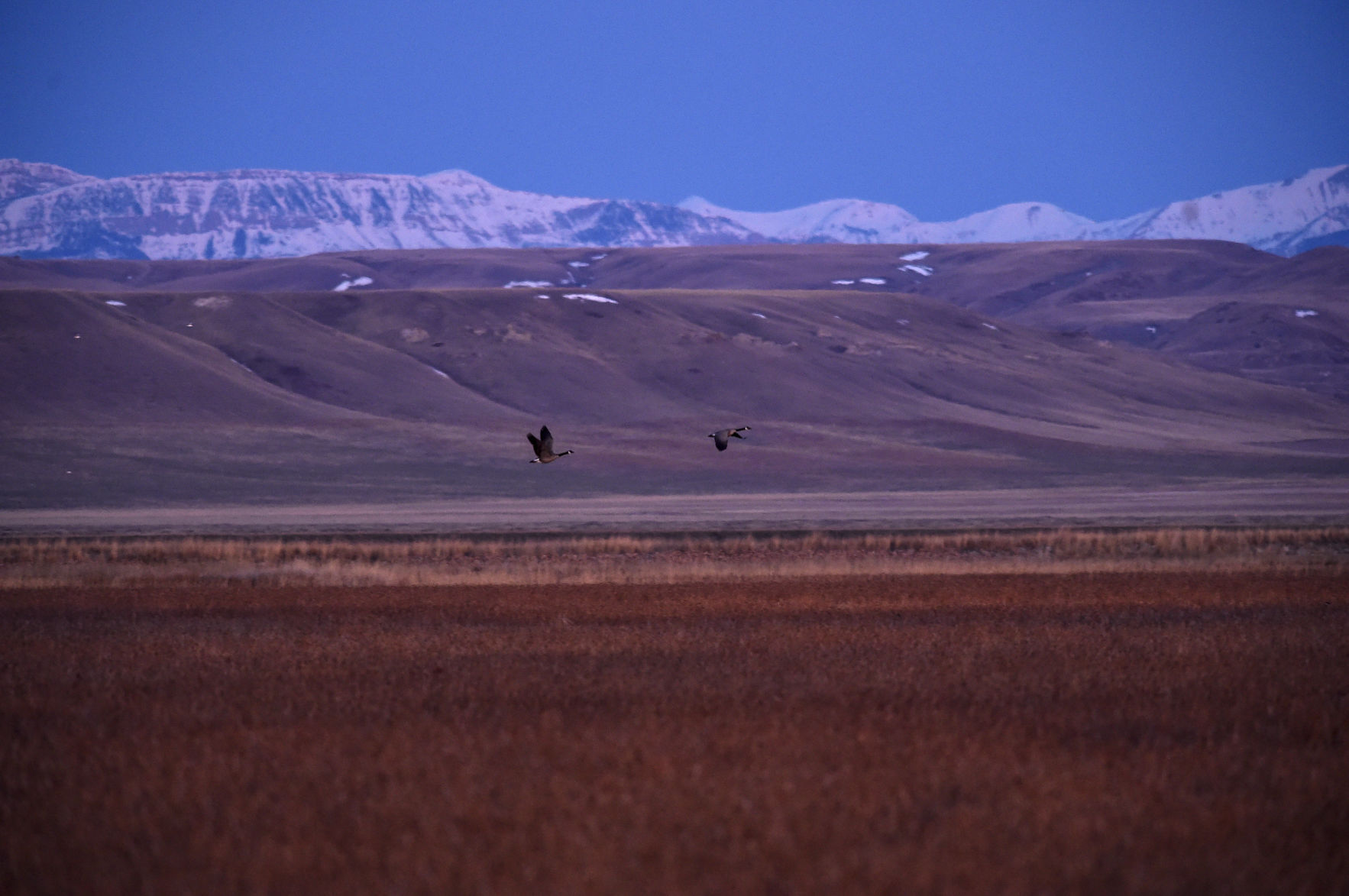 Freezout Lake Snow Goose Migration